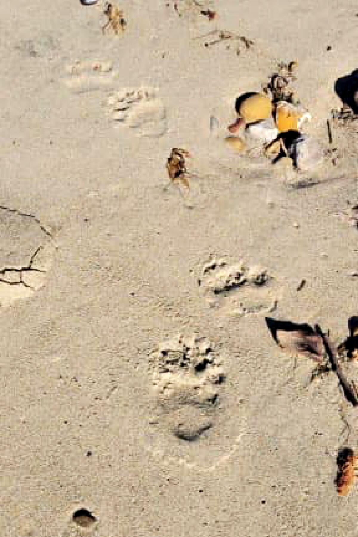 A vertical frame of bear paw-prints in sand