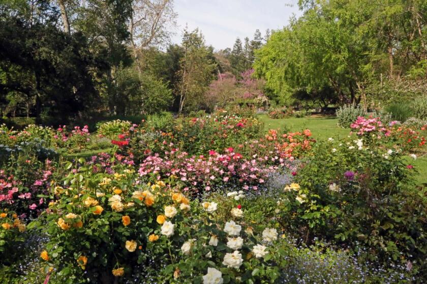 Roses are in bloom at Descanso Gardens, which plans to reopen Saturday.