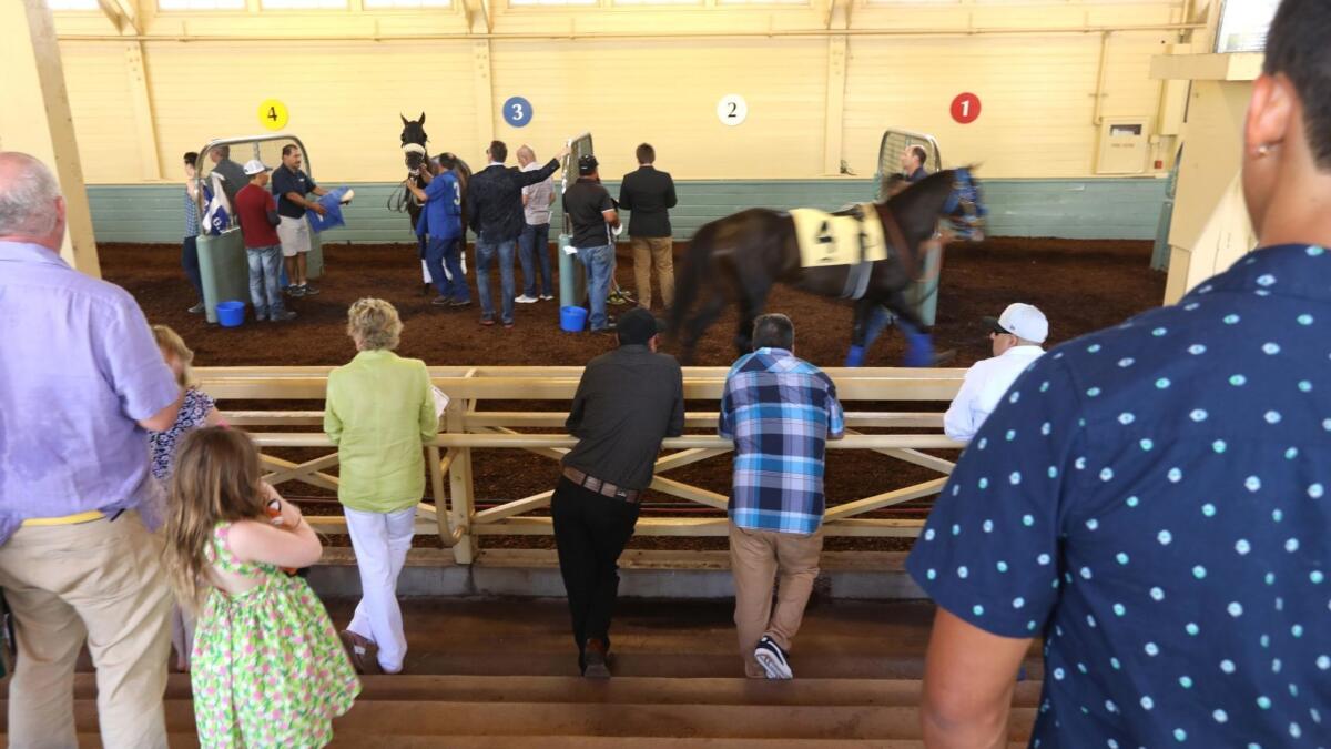 Horse racing fans take a look at Law Abidin Citizen (4) before the fifth race at Santa Anita on Sunday.