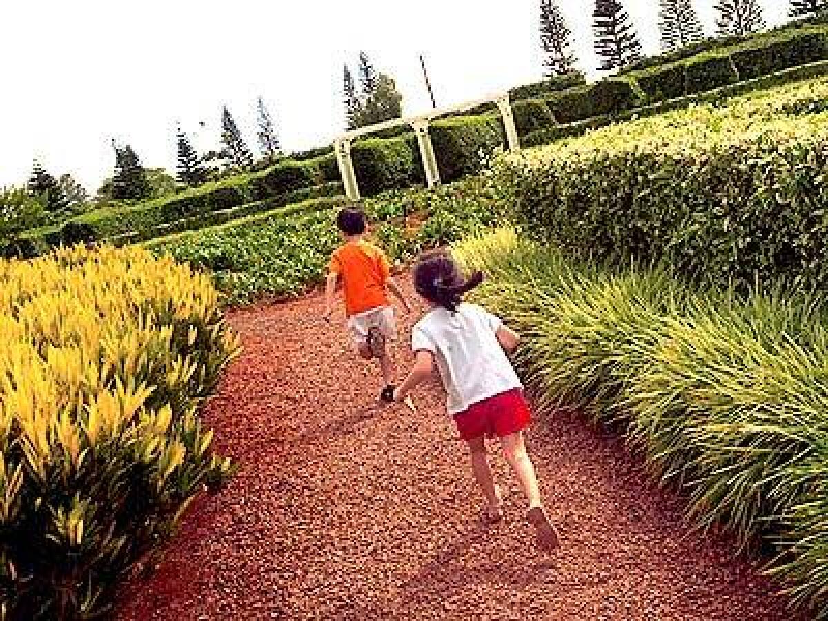 Bailey and Samantha work off some pent-up energy in the pineapple garden maze, with its 11,400 native plants, at the Dole plantation.
