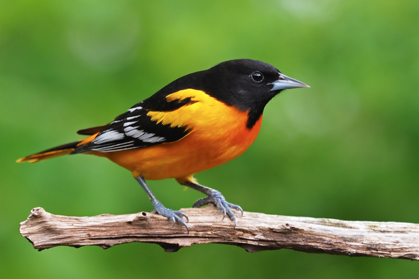 A Baltimore oriole. Across North America, bird populations have declined by nearly 3 billion since 1970.
