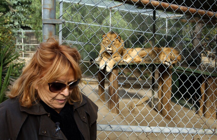 Martine Colette, who founded the Wildilfe Waystation, stands near African lions Leo Zaire, left, and Katunga at the facility in 2011.