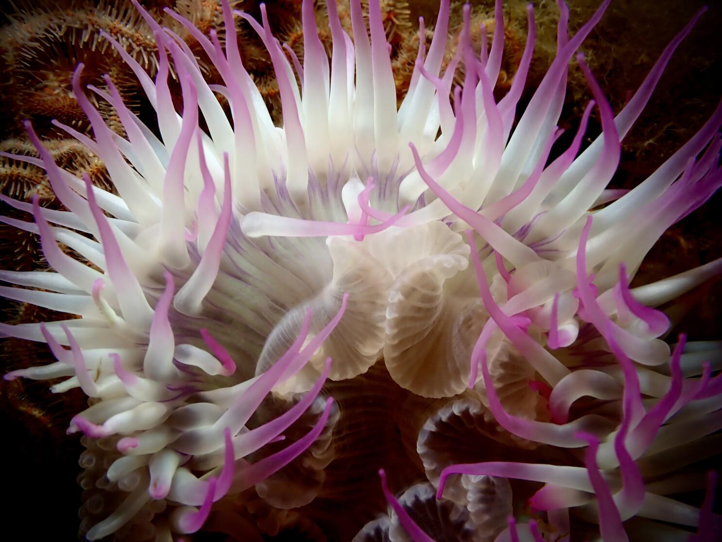 Anemone  Los Angeles CA