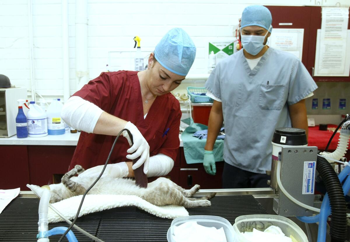 With Fixnation s veterinary tech Fernando Segovia looking on, Let the Animals Live veterinary assistant Sandra Shechtman shaves a cat before spaying at Fix Nation.