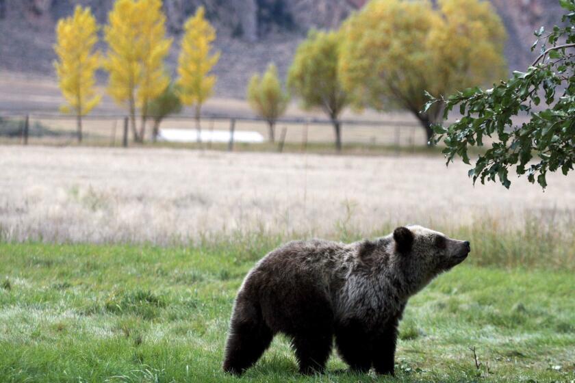 FILE - In this Sept. 25, 2013, file photo, a grizzly bear cub searches for fallen fruit beneath an apple tree a few miles from the north entrance to Yellowstone National Park in Gardiner, Mont. A judge will decide whether the Lower 48 states' first grizzly bear hunting season in more than four decades will open as scheduled the weekend of Aug. 31, 2018. (Alan Rogers/The Casper Star-Tribune via AP, file)