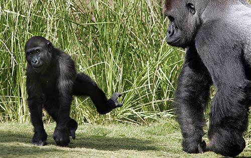 Campo Gorilla Reserve