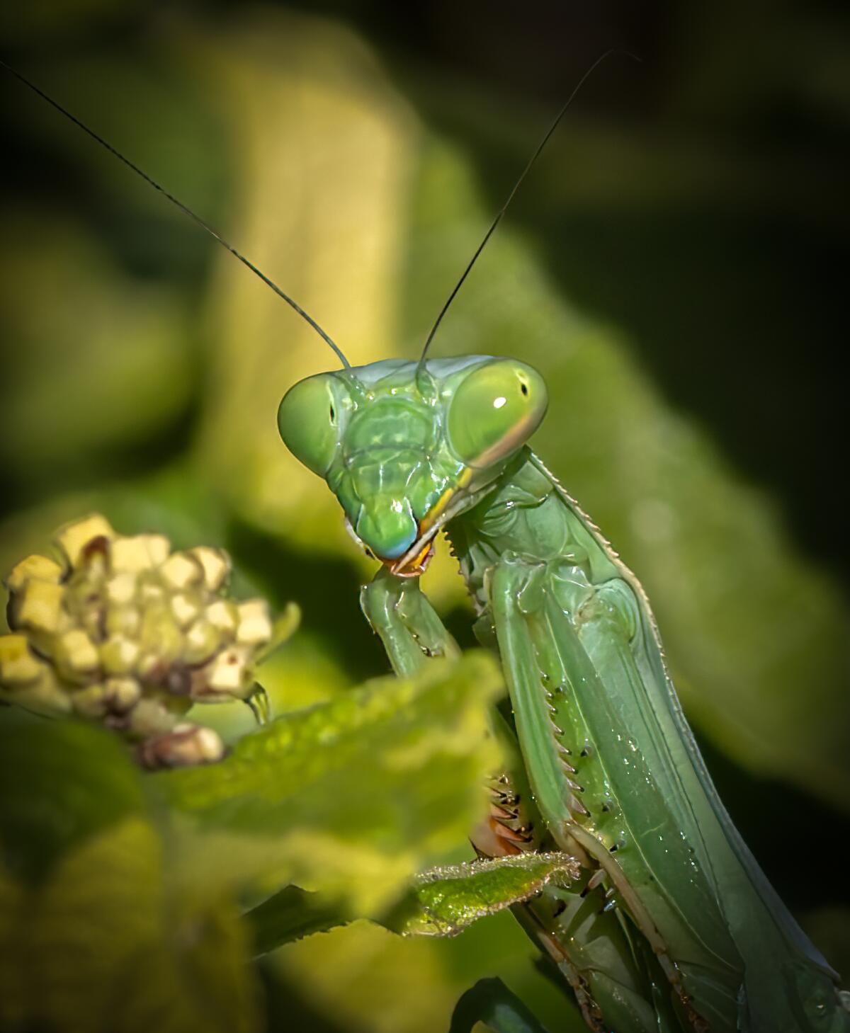 A praying mantis.