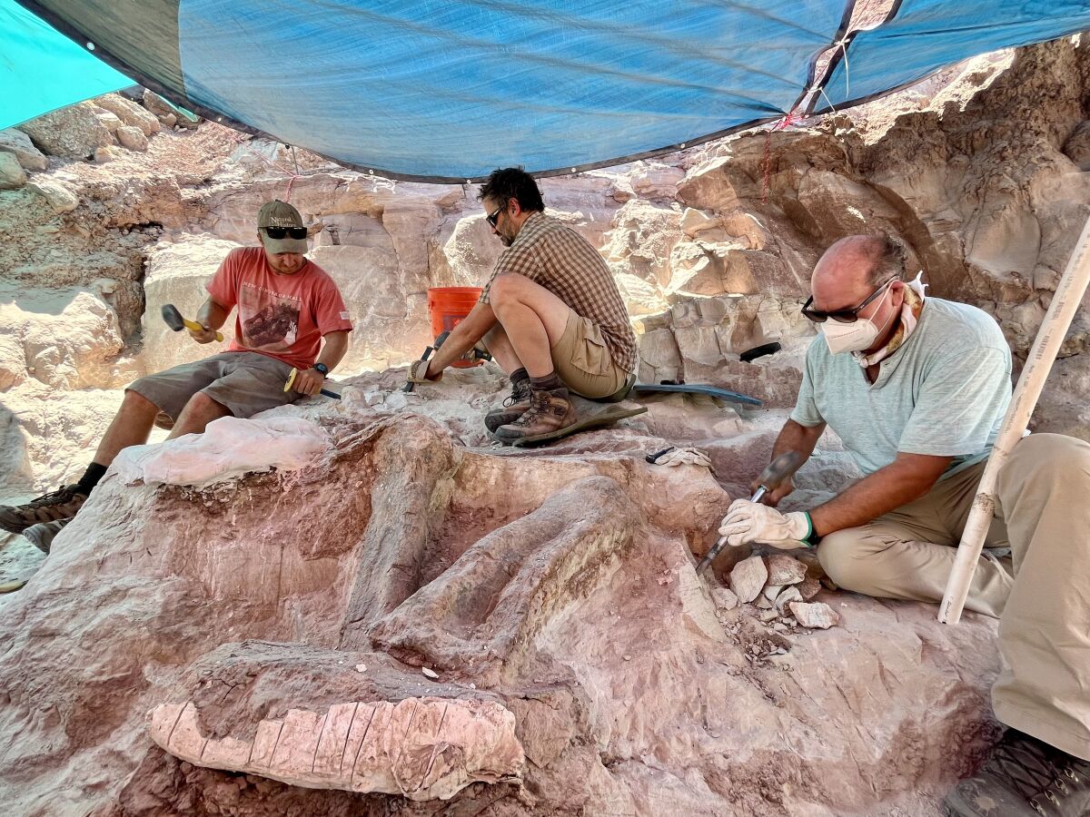A team from the Natural History Museum of Los Angeles County excavates a set of stegosaurus fossils