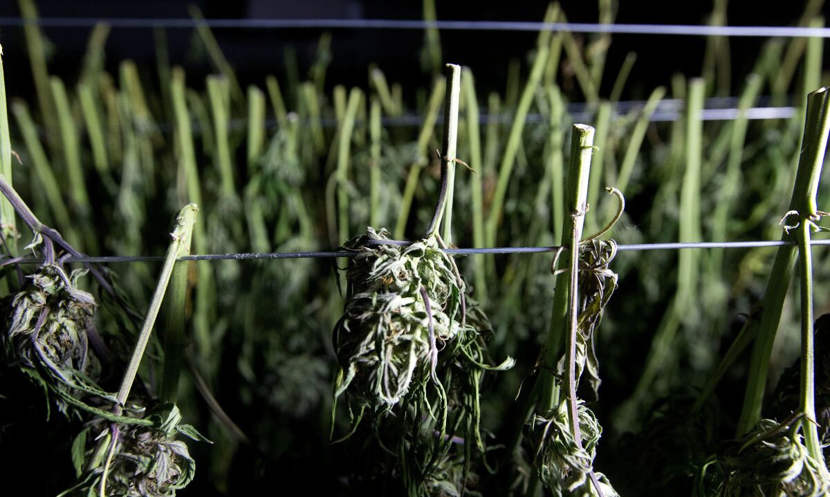 FILE - In this Oct. 12, 2016, file photo, recently harvested marijuana buds dry at a farm near Garberville, Calif. The largest wildfire in California history is threatening the country's largest cannabis-growing region, and authorities are warning people in the area to protect themselves if it comes time to evacuate, not their crops. The August Complex Fire has burned through more than 1,100 square miles (2,850 square kilometers) across five counties in Northern California and is on a westward path that threatens the rugged and famed Emerald Triangle, known for its marijuana farms, The Press Democrat reported. (AP Photo/Rich Pedroncelli, File)