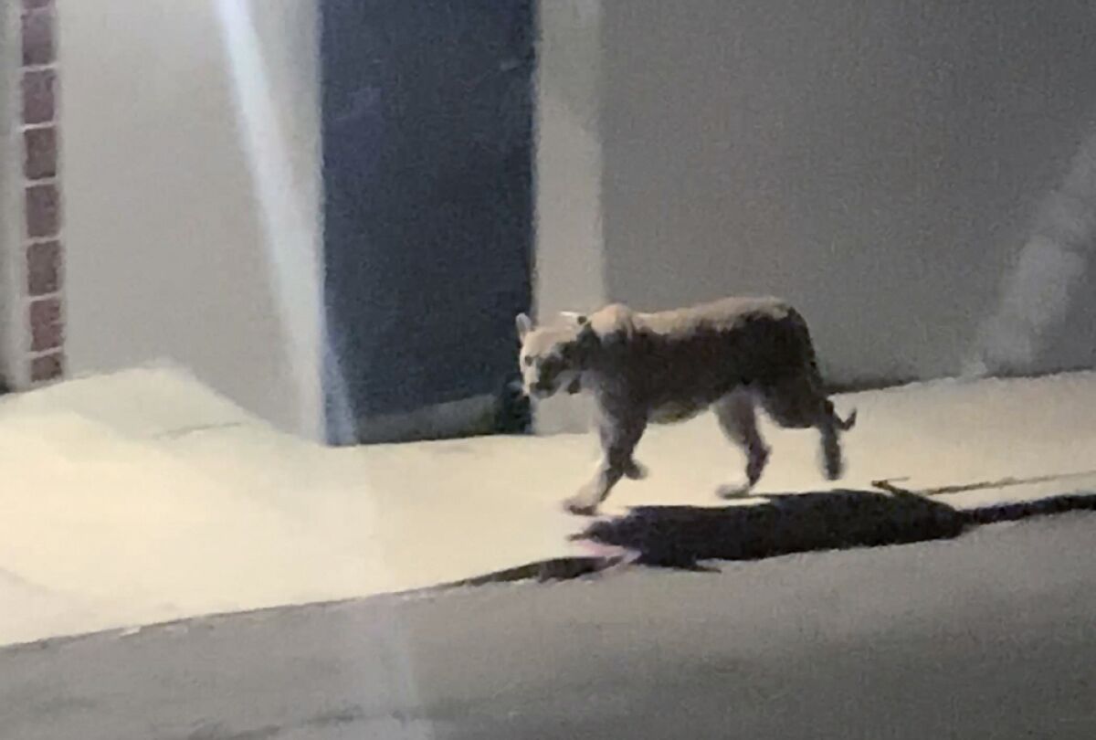 A mountain lion seen on Berkeley Circle in Silver Lake on Tuesday, March 8, 2022.