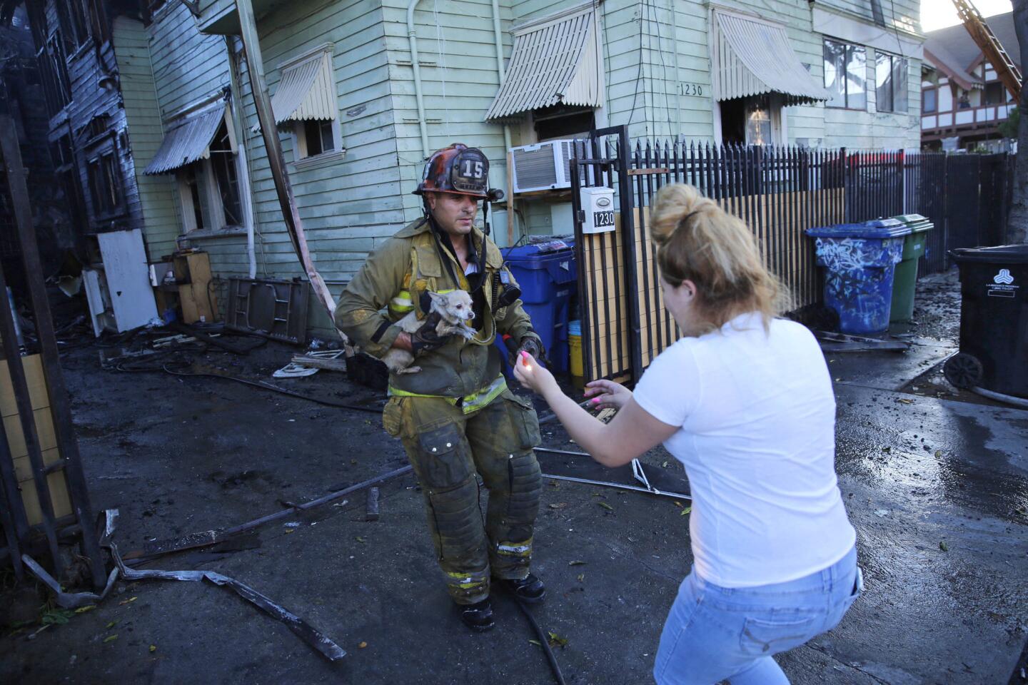 Los Angeles firefighter Nicolas Avila rescues a small dog from a house fire. One other dog died in the blaze on the 1200 block of South Bonnie Brae Street.