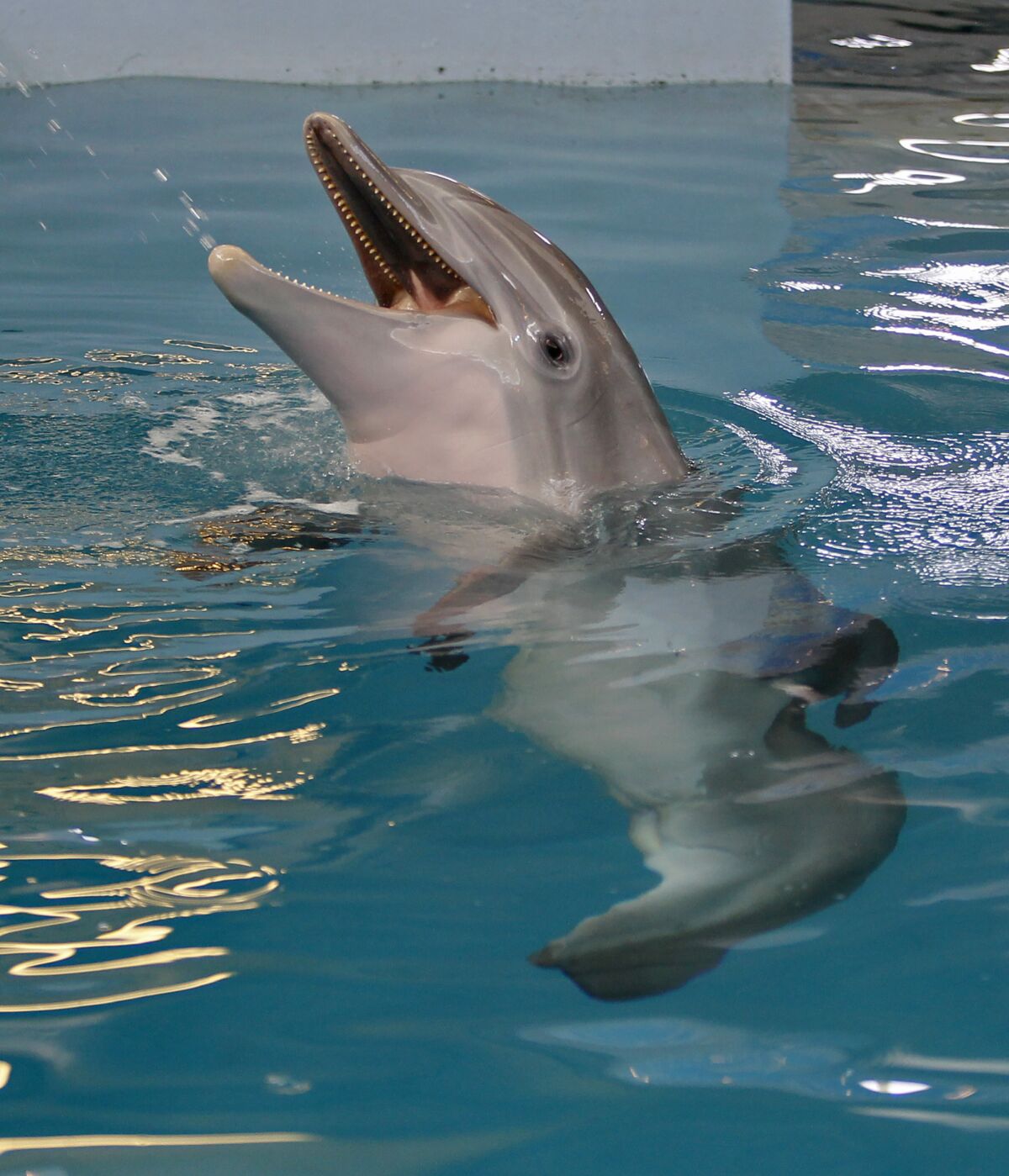 Winter the dolphin plays in the water at the Clearwater Marine Aquarium, Sunday, June 17, 2018, in Clearwater, Fla. The Florida aquarium will temporarily close to treat its resident prosthetic-tailed dolphin that starred in the “Dolphin Tale” movies. The famous marine mammal is now in critical condition from a suspected infection. The Clearwater Marine Aquarium said in a statement it will shut its doors Friday, Nov. 12, 2021 “to create the best possible environment" for medical staff to treat Winter, a 16-year-old female bottlenose dolphin suffering from a gastrointenstinal infection. (Jim Damaske/Tampa Bay Times via AP, file)