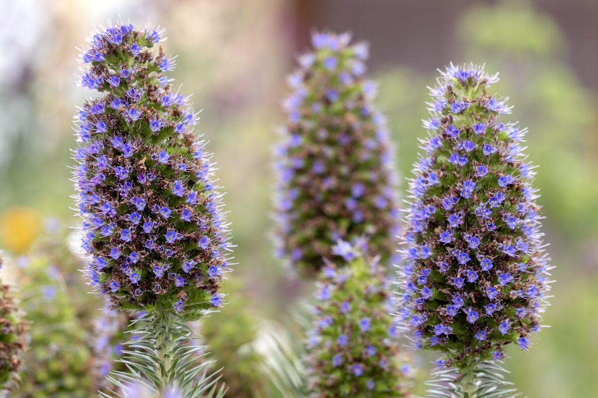 Pride of Madeira plants with purple flowers.