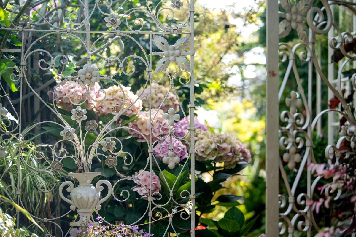 Hydrangeas frame the entrance to an intimate path in Julie Newmar's side yard.