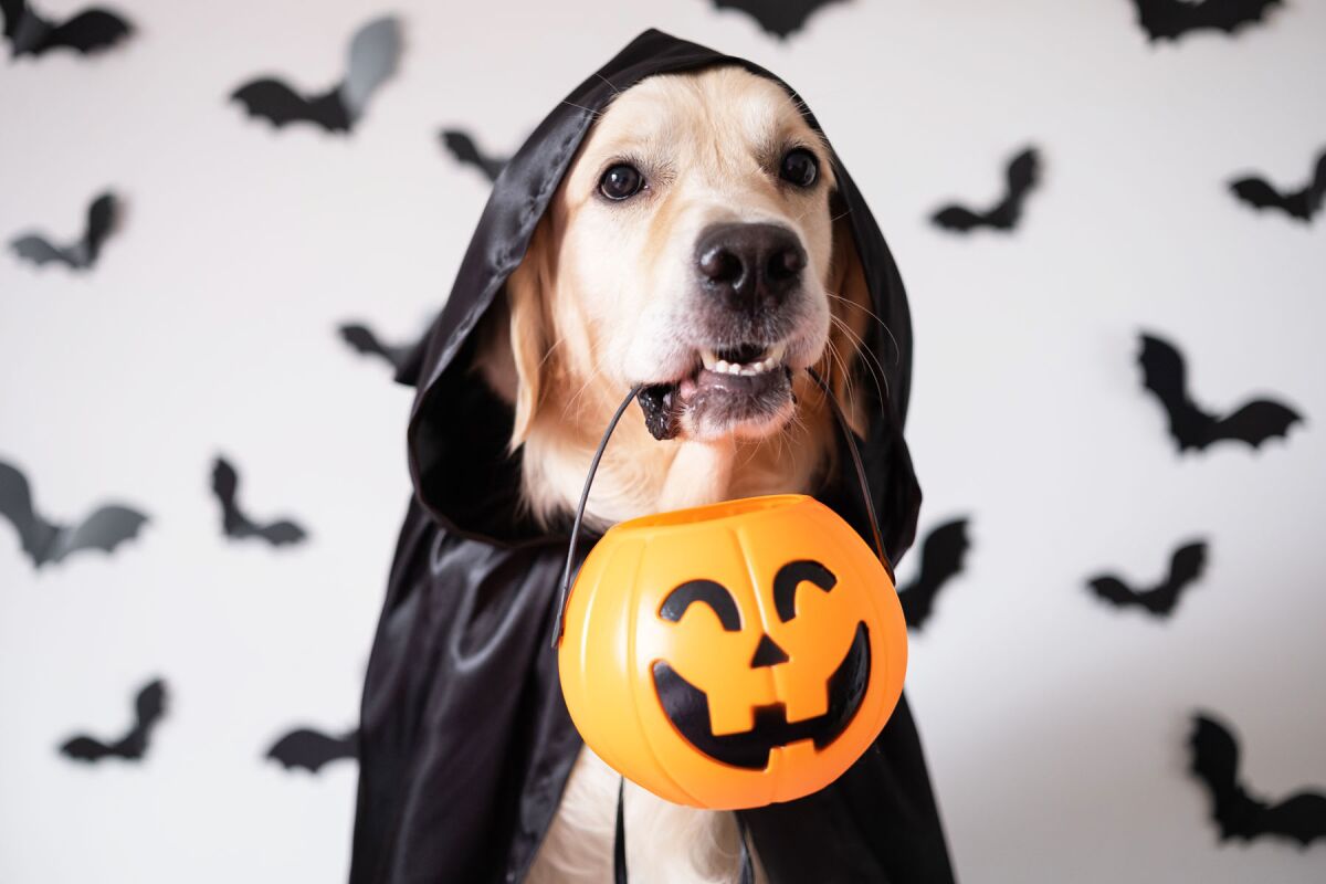 dog in costume with Halloween pumpkin pail
