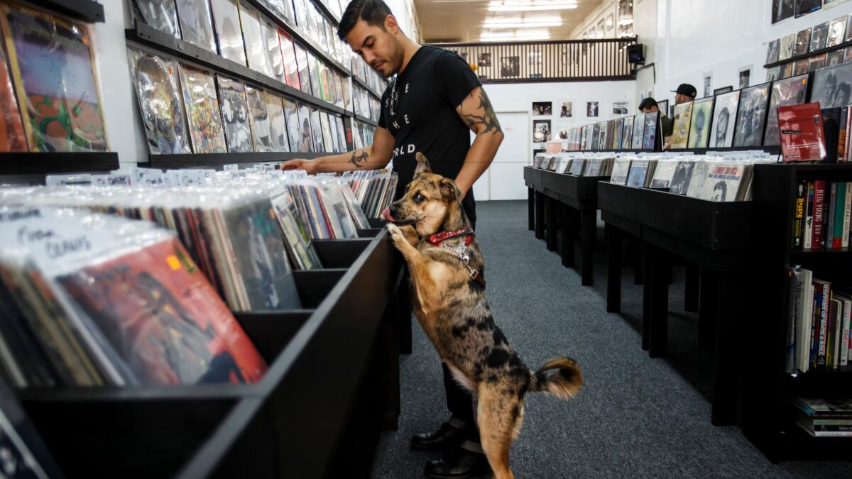 Tim Gonzalez and Nola the puppy shops at the new Pop Obscure Records store in downtown Los Angeles.