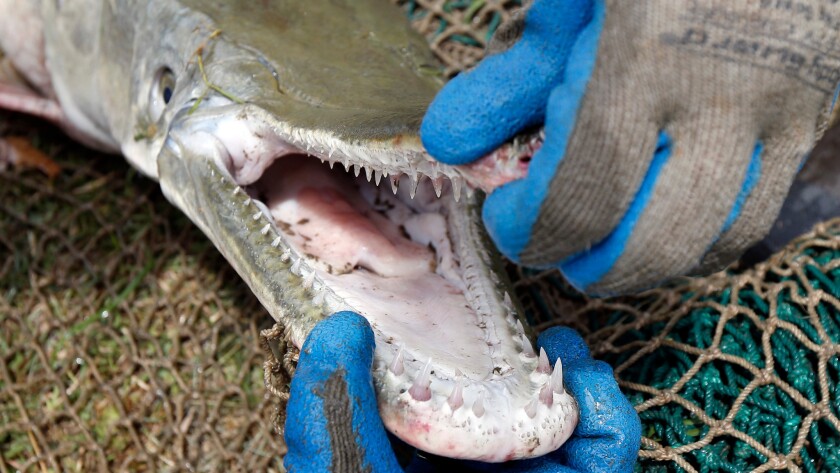 Scientists hope that reintroducing the alligator gar to northern reaches of its former range will control the invasive Asian carp.
