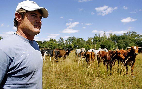 Zimbabwean farmer Brian Bronkhoust looks over the cattle at his farm, which was seized by armed youths in Chegutu, about 60 miles southwest of Harare, the capital.