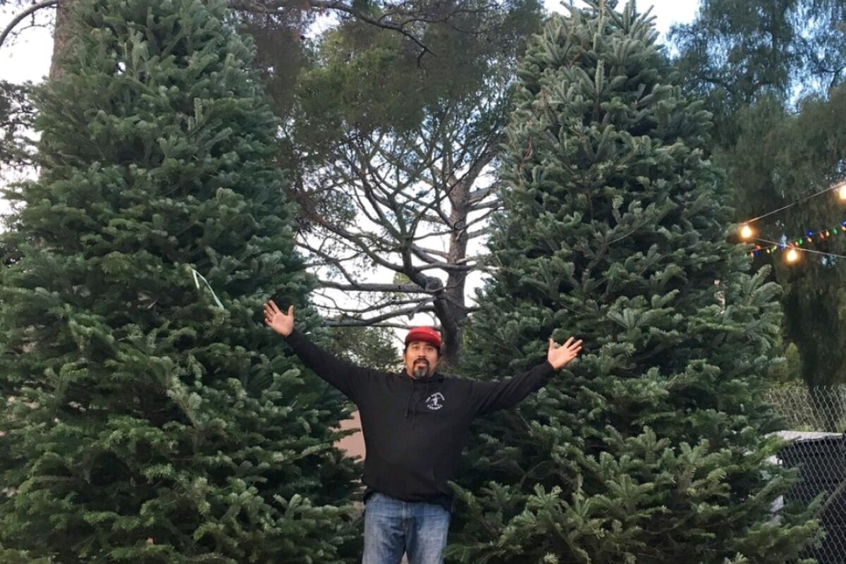 A man standfs  in  front of two Christmas trees with his arms spread wide.