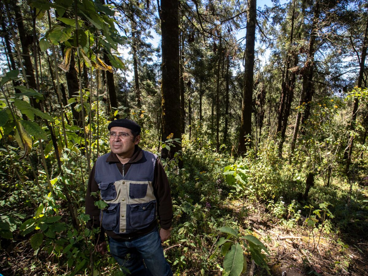 Saenz-Romero, a forest geneticist at the Michoacan University of St. Nicholas of Hidalgo, in the lush mountain forest in Mexico that the monarch butterfly has historically called home. (Brian van der Brug / Los Angeles Times)
