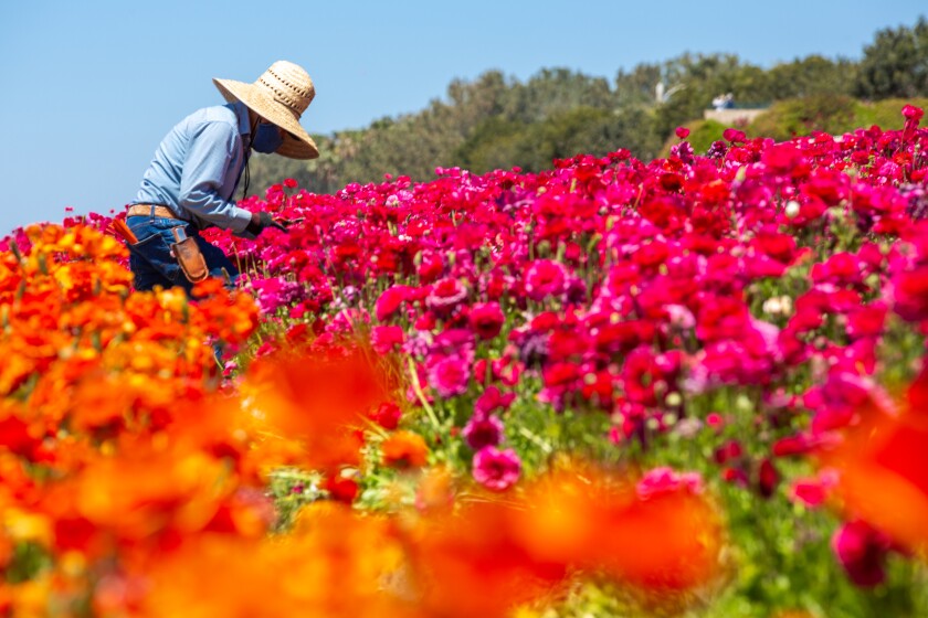 A worker picks flowers for bouquets at the Carlsbad Flower Fields.