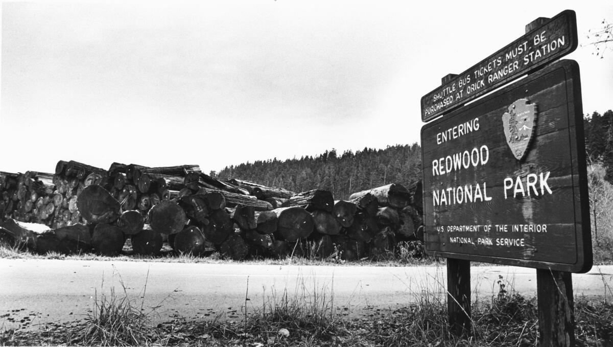 Cut redwoods stacked with redwood forests in the background, outside of Orick, Cal and about two miles from Redwood National Park. Photo dated Jan. 12, 1988. (Jose Galvez / Los Angeles Times)