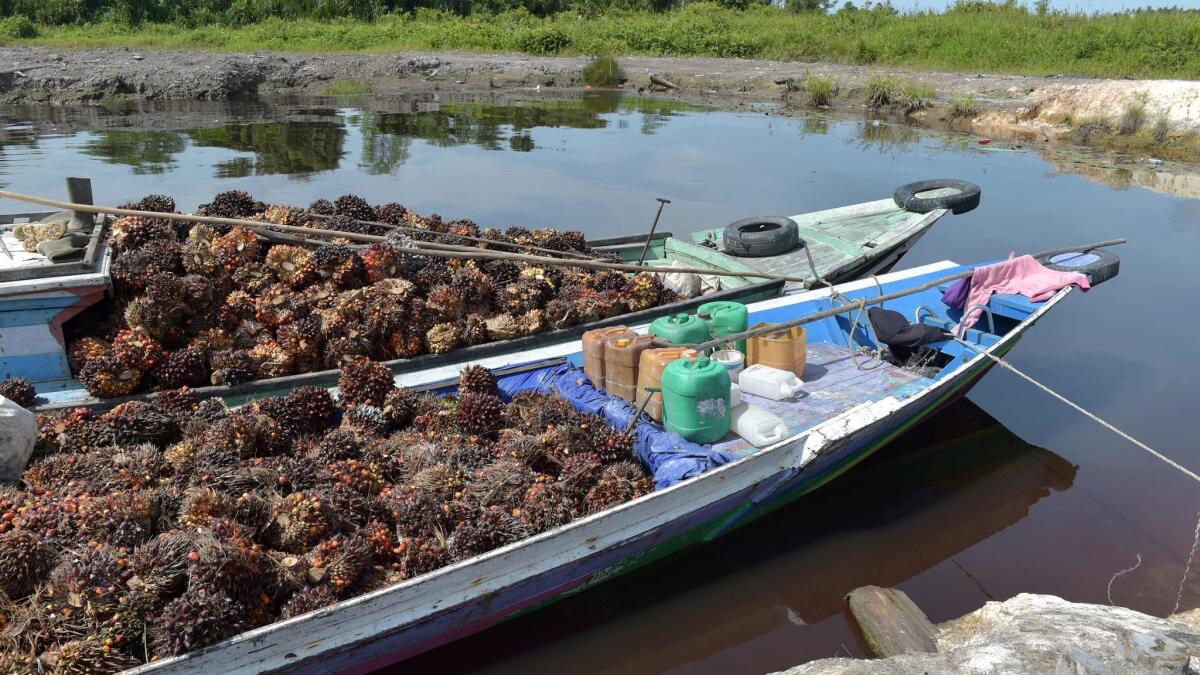 Oil palm seeds are loaded onto boats in Kendawangan in West Kalimantan, Indonesia, on Feb. 14, 2017.