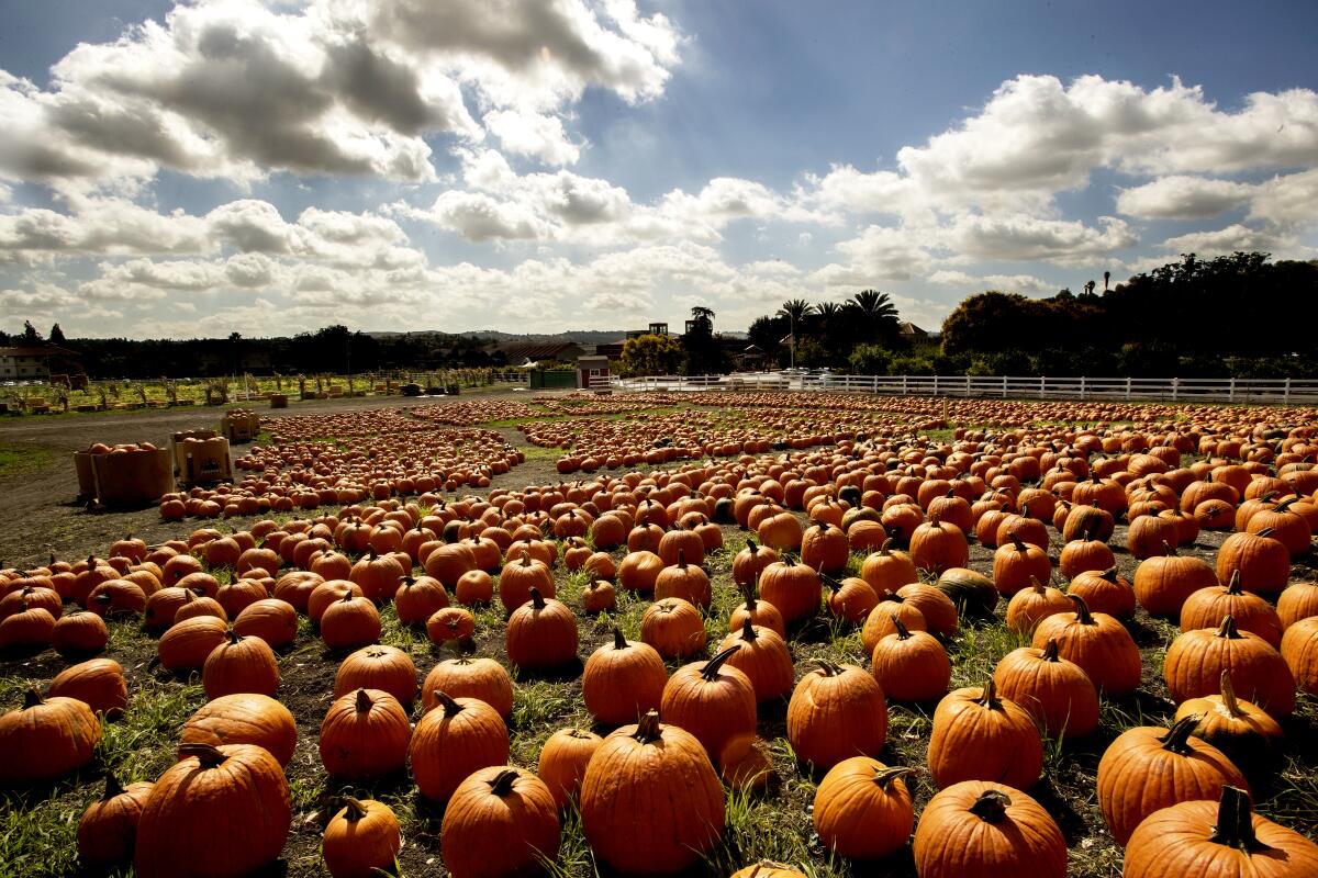 File photo of a field strewn with plump pumpkins at Cal Poly Pomona. 