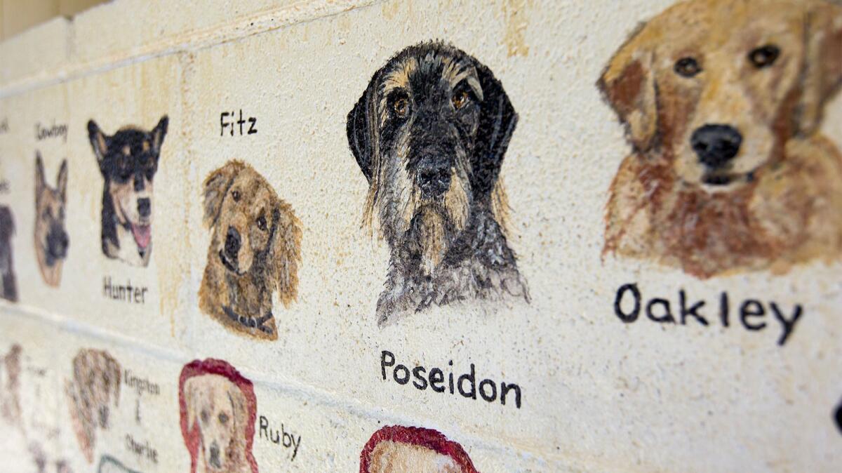 A closeup of the portraits of dogs on Becky Feltman's Friends of Brentwood Park mural in Costa Mesa.