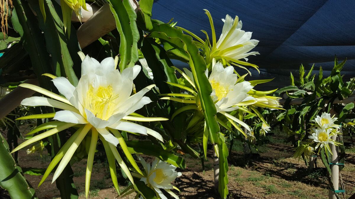 A dragon fruit plant in full bloom at the Brixeys’ Dragon Delights ranch in Ramona.