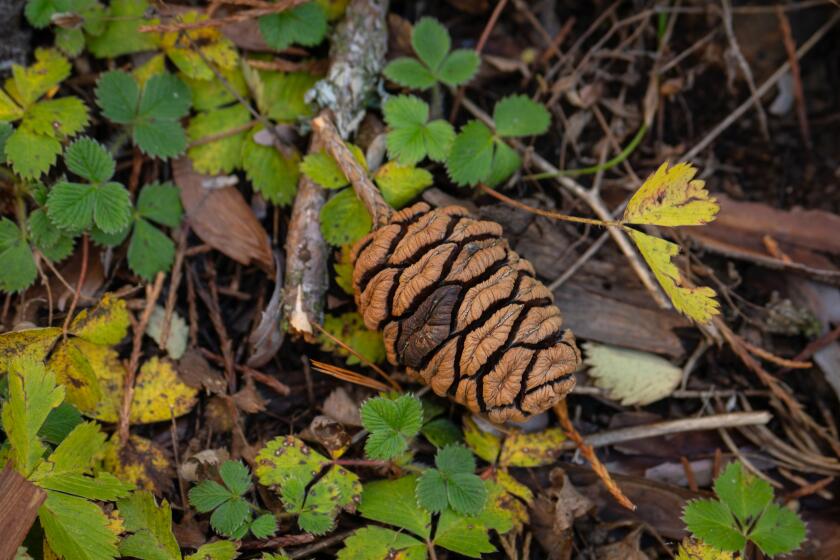 a giant sequoia cone sets on the forest floor