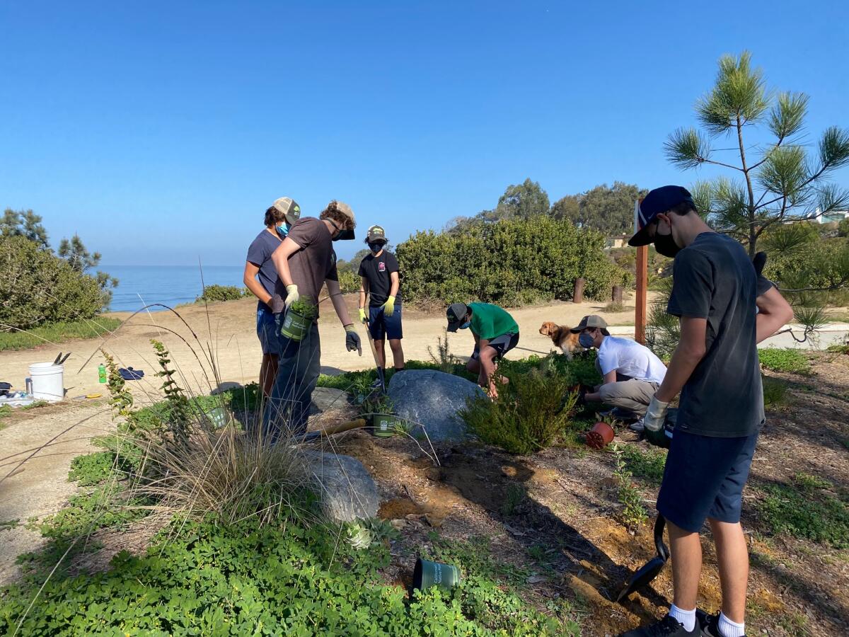 Volunteers at work on Native Del Mar's restoration project on the Del Mar Bluffs.