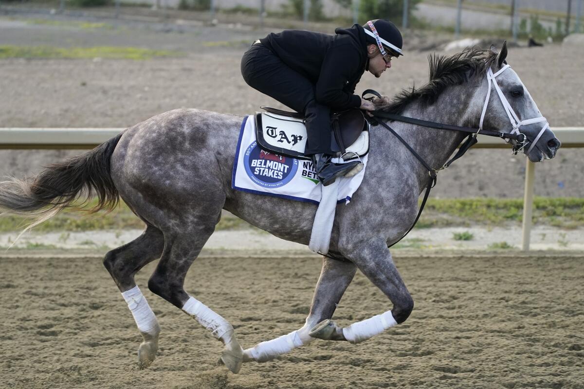 Belmont Stakes entrant Tapit Trice trains at Belmont Park on Friday.