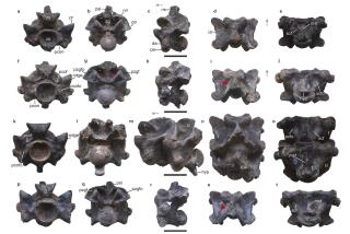 En esta imagen proporcionada por investigadores en abril de 2024 se muestran vistas de algunas vértebras de Vasuki indicus, una serpiente extinta recién descubierta que vivió hace unos 47 millones de años y cuya longitud se calcula en cerca de 15 metros (50 pies). (Sunil Bajpai, Debajit Datta, Poonam Verma vía AP)