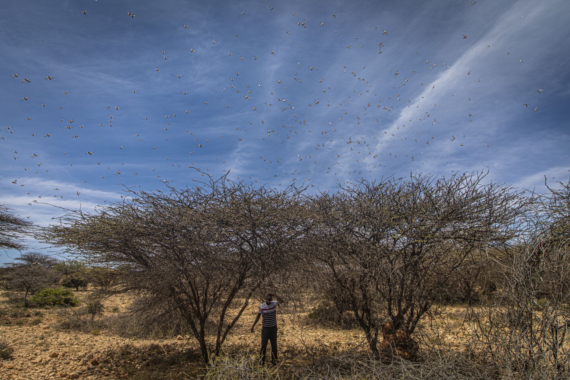 Locusts feed on thorn trees in the Sool region of Somalia.