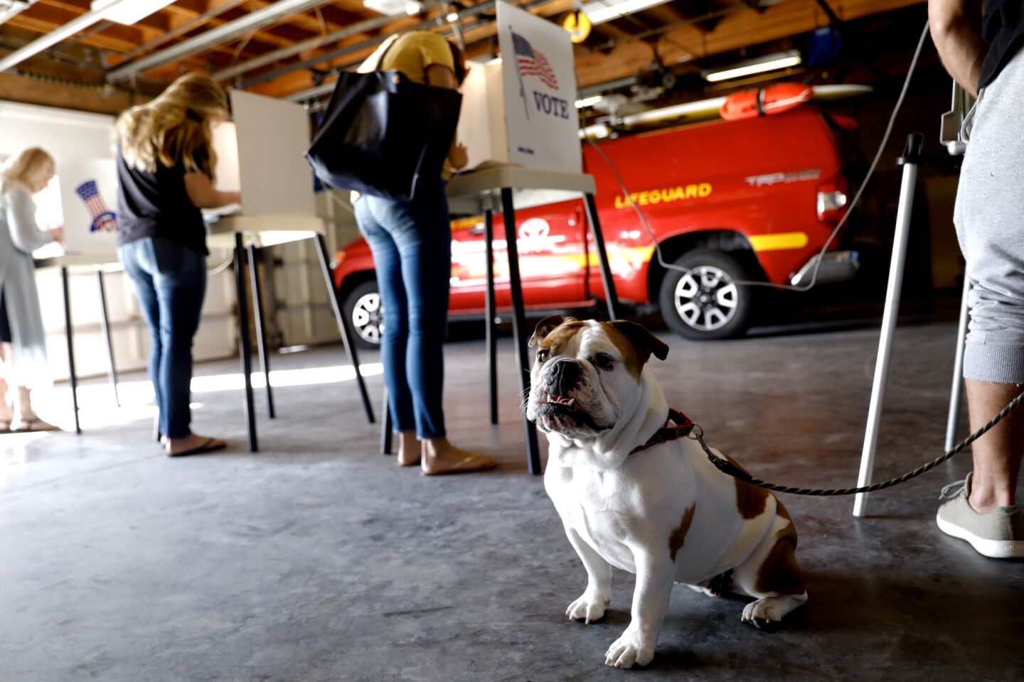 Maude, a 2-year-old English bulldog, waits as Danny Carinci votes at the Hermosa Beach Lifeguards headquarters.