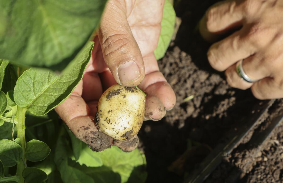 A fresh-out-of-the-ground Star Tuber at Girl & Dug Farm in San Marcos 