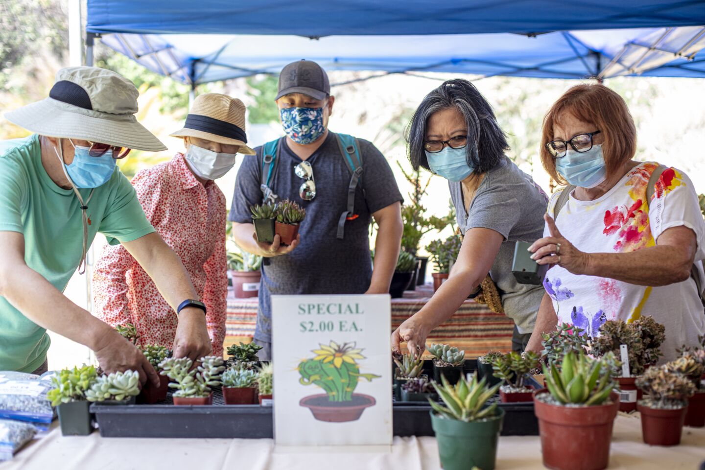 Shoppers peruse succulents for sale during the convention, which recorded its best sales ever in its 35 years, according to vendor and grower Artie Chavez.