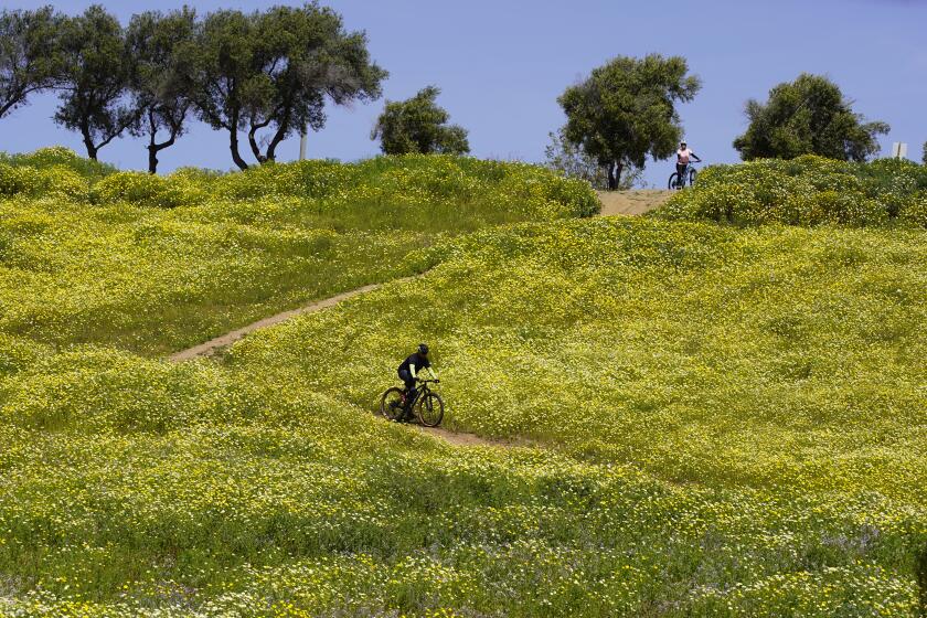 San Diego, California - March 27: Wild flowers are full bloom at the Montgomery-Waller Community Park. Man on mountain bike rides down the hill in Otay Mesa West on Wednesday, March 27, 2024 in San Diego, California. (Alejandro Tamayo / The San Diego Union-Tribune)