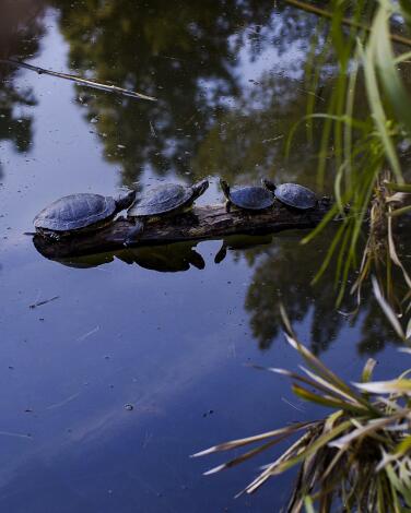 A group of turtles on a semi-submerged log in Debs Lake.