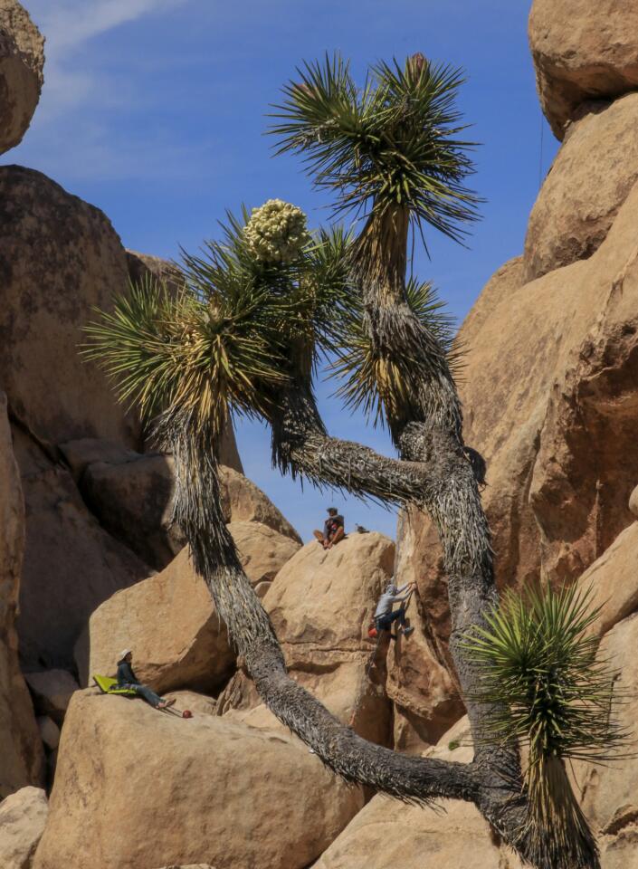 JOSHUA TREE NATIONAL PARK ,CA., APRIL 6, 2019: A tall Joshua Tree frames some of the climbers on the rocks in The Hall Of Horrors area at Joshua Tree National Park April 6, 2019 (Mark Boster For the LA Times).