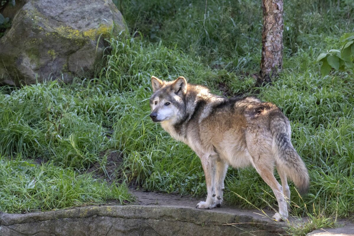 In this undated photo provided by the San Francisco Zoo & Gardens, Garcia, a Mexican gray wolf, is seen at the zoo. The wolf died there Tuesday, May 4, 2021, at the advanced age of 15 after experiencing a recent decline. The Mexican gray wolf once was abundant in Mexico and the Southwestern United States but by the 1970s had been nearly wiped out by hunters and ranchers. Garcia was one of three male siblings brought to the San Francisco zoo in 2016 as part of the conservation effort. (Marianne V. Hale/San Francisco Zoo & Gardens via AP)