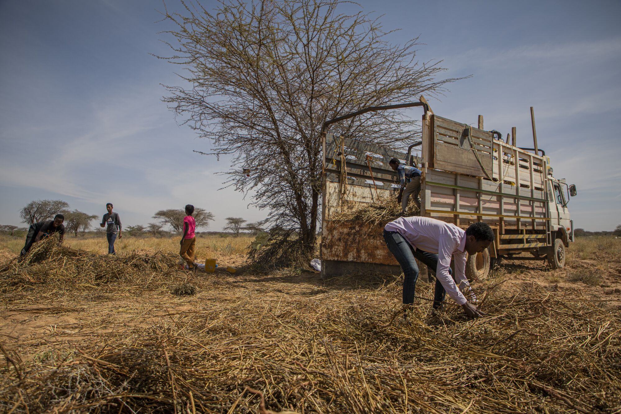 Workers collect the remains of a sesame crop that was eaten by a desert locust swarm in late 2019.
