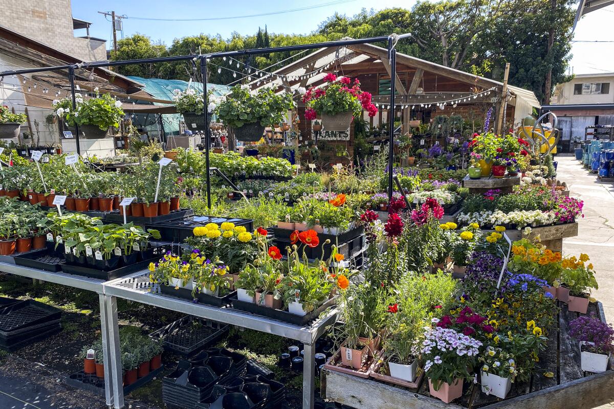 Tables of flowering annuals and vegetable seedlings at Yamaguchi Bonsai Nursery in Sawtelle.