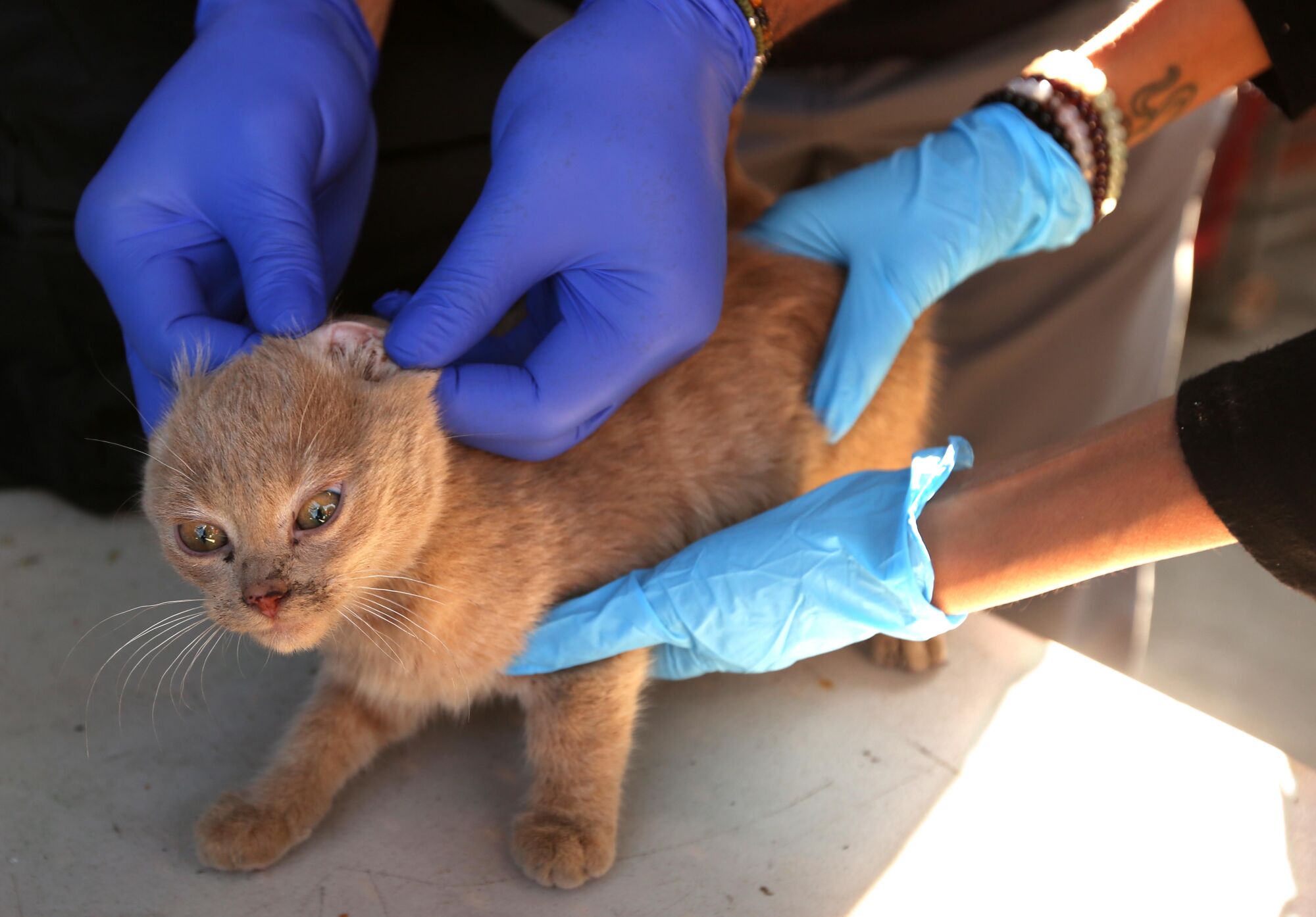 Closeup of a calico kitten with its ears being pulled back for examination.