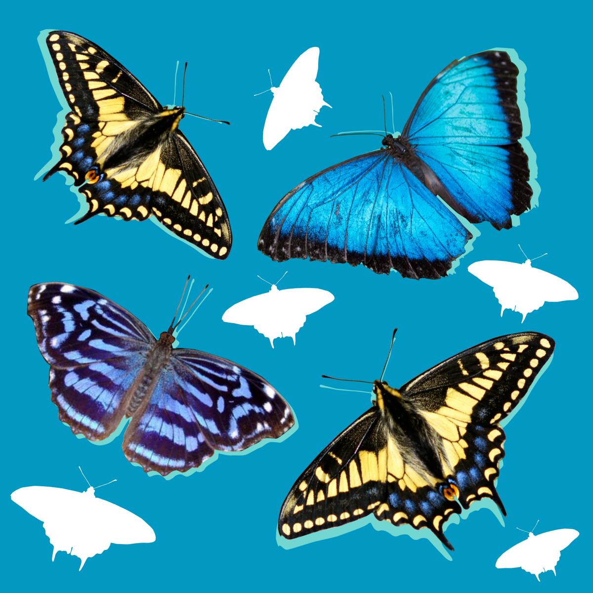 An illustration of various butterflies