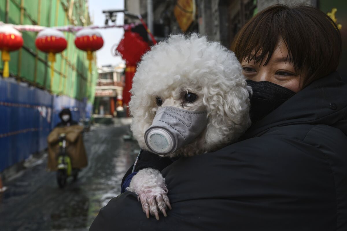 A Chinese woman and her dog both don protective masks.