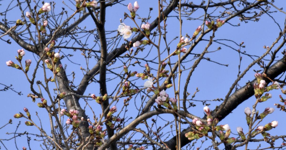 A temporada das cerejeiras em flor no Japão começa com a confirmação das primeiras flores em três cidades