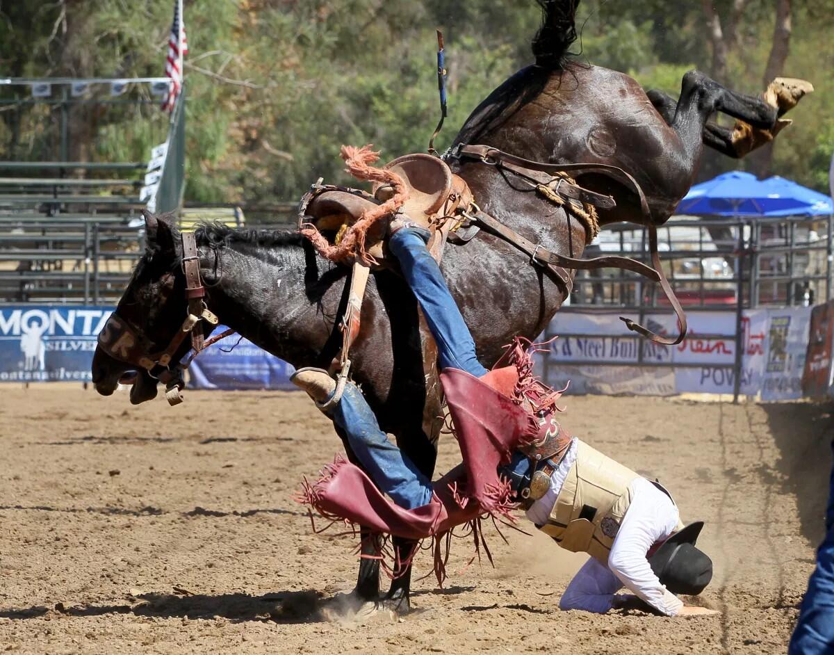 Tab Hildreth cae en el evento de equitación saddle bronc en el Poway Rodeo en septiembre de 2015. Los peligros del rodeo.