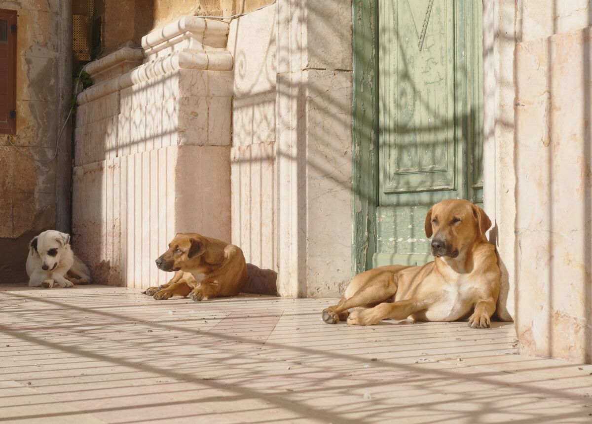 Stray dogs lie in the sun in Alcamo, Sicily.